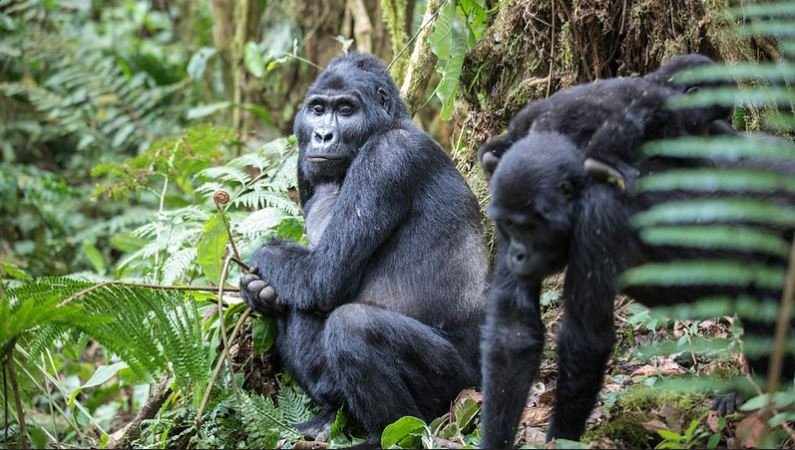 Guest services and gorilla trekking preparation in Rwanda