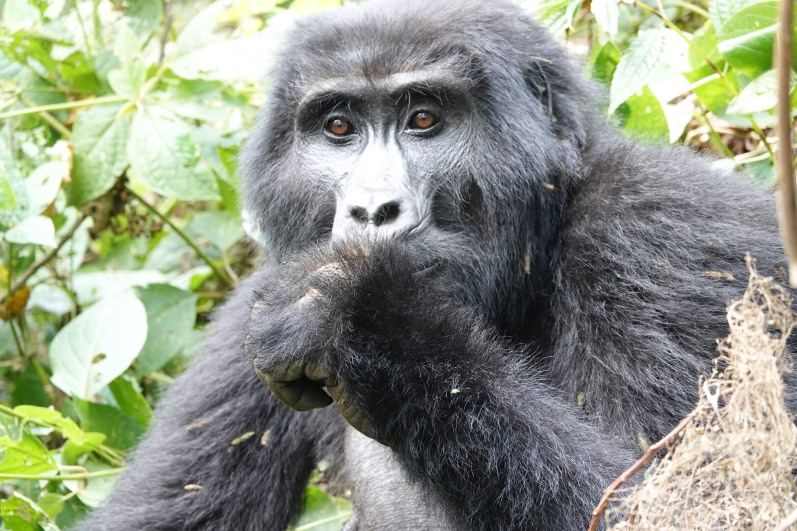 Gorilla Trekking Tours from Australia – Nextgen Safaris Gorilla Trekking Tours from Australia – Mountain Gorilla Trekking Safaris in Uganda and Rwanda with Nextgen Safaris