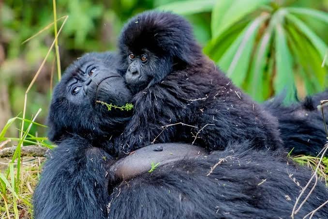 Gorilla trekking from Amakoro Songa Lodge in Rwanda