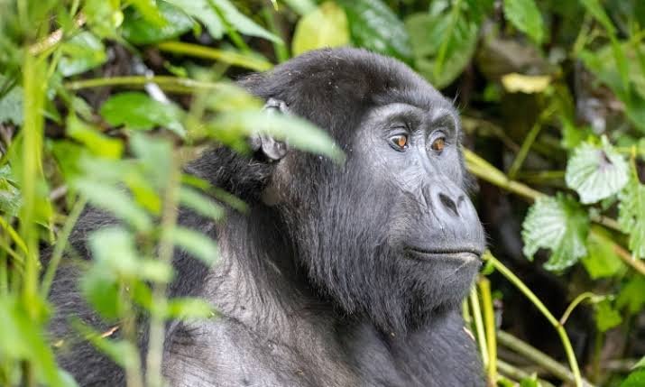 Gorilla trekking experience from Amakoro Songa Lodge Rwanda