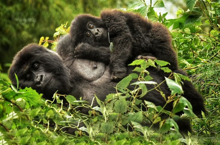 Gorilla trekking experience from Da Vinci Gorilla Lodge Rwanda
