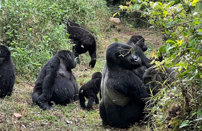 Gorilla trekking experience from Five Volcanoes Boutique Hotel Rwanda