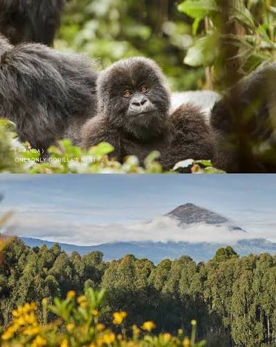 Gorilla trekking from One&Only Gorilla's Nest in Rwanda