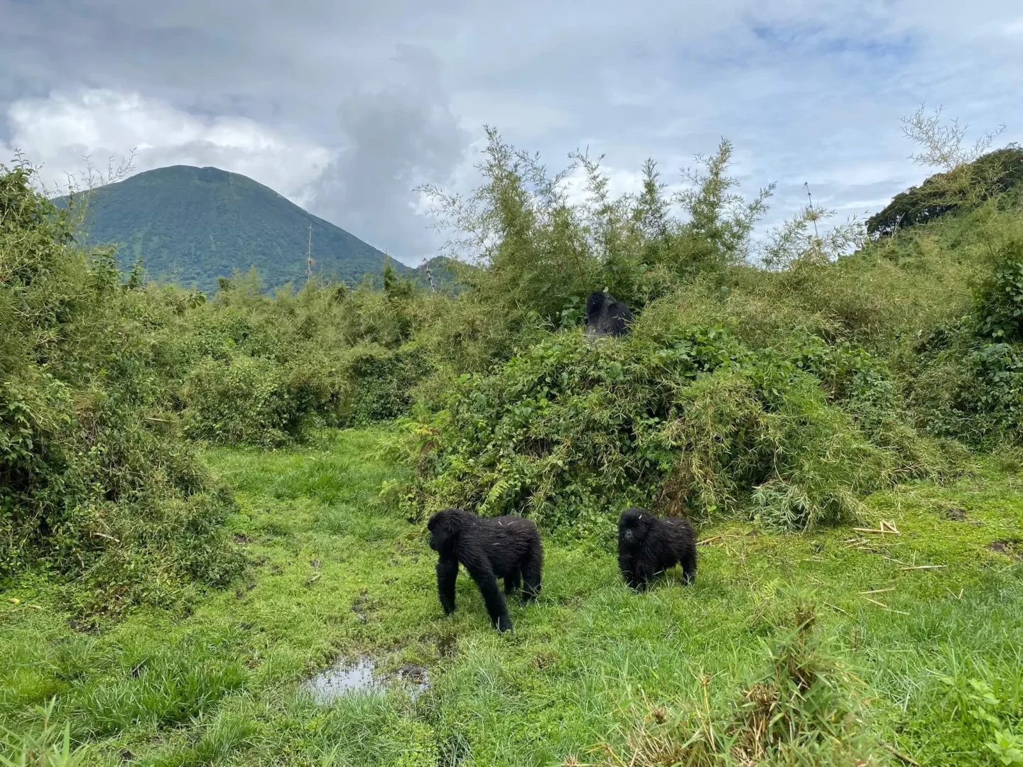 Luxury gorilla trekking experience from One&Only Gorilla's Nest Rwanda