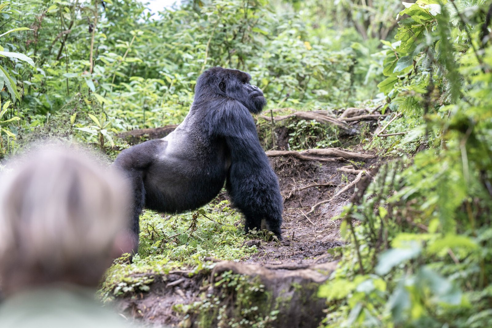 Gorilla trekking experience from Singita Kataza House Rwanda