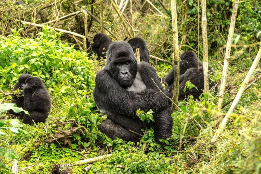6 Days Rwanda Gorilla, Golden Monkey and Lake Kivu Safari