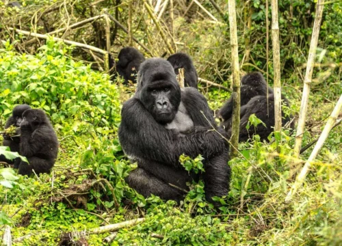 6 Days Rwanda Gorilla, Golden Monkey and Lake Kivu Safari