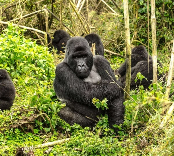 2 Days Rwanda Gorilla Trekking Safari From Kigali