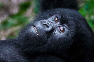 Gorilla trekking from The Bishop's House Rwanda