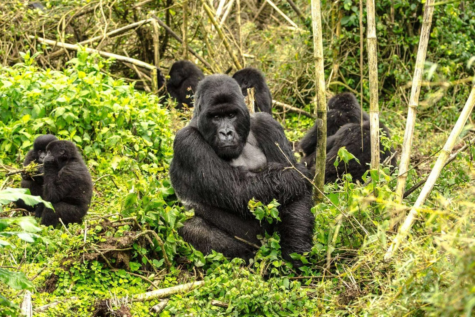 Gorilla trekking experience from The Bishop's House Rwanda