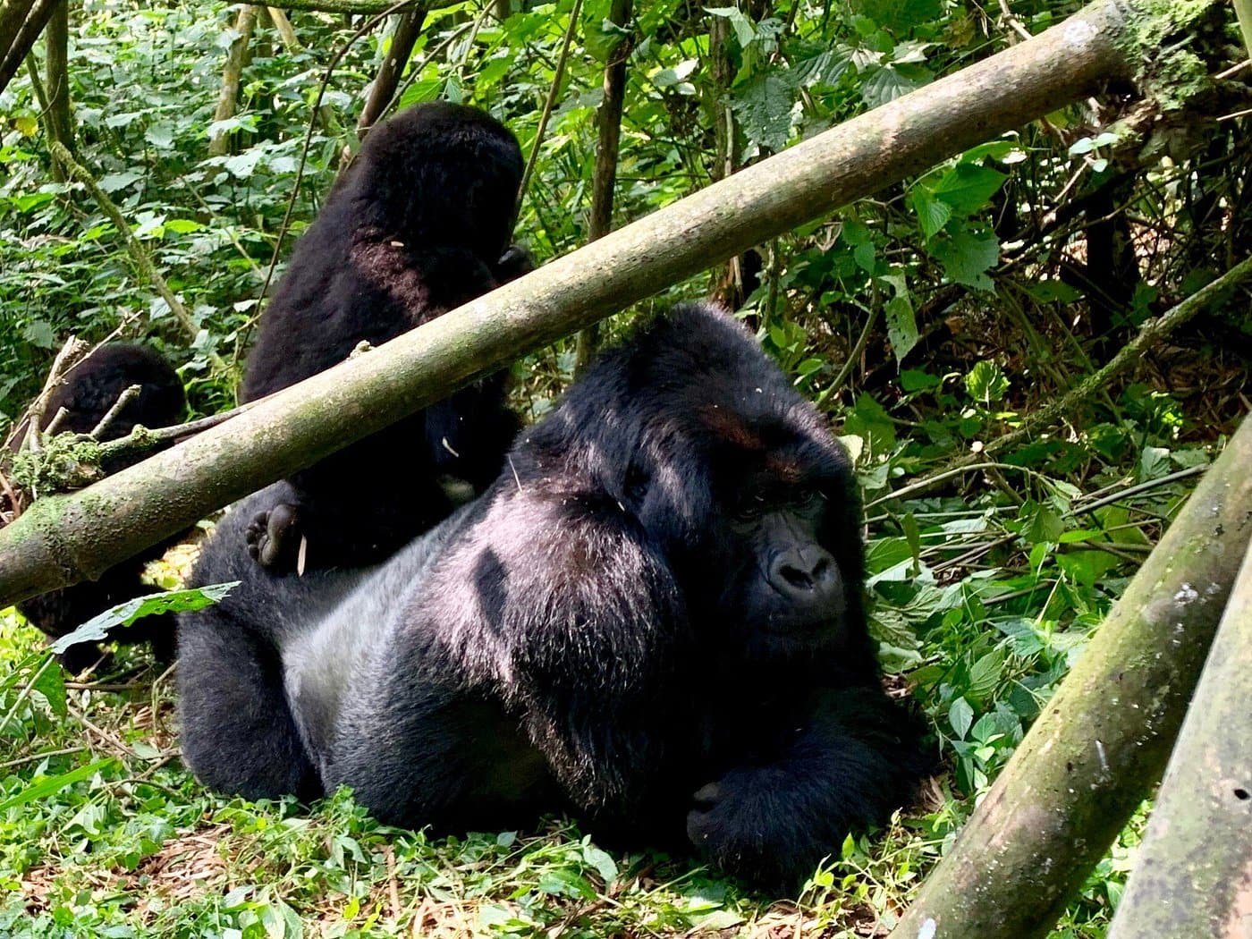 Gorilla trekking experience from Tiloreza Volcanoes Ecolodge Rwanda