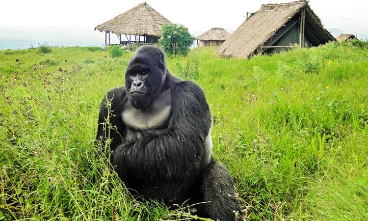 Gorilla trekking from Virunga Lodge in Rwanda