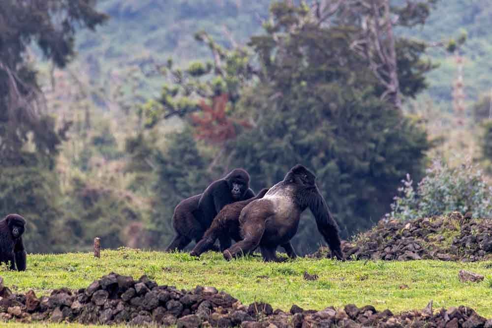 Gorilla trekking experience from Wilderness Sabyinyo Rwanda