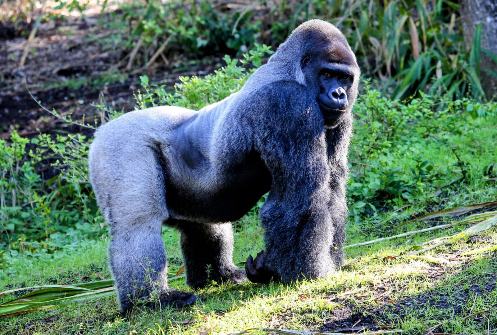 Gorilla Trekking in June – Mountain Gorilla Safari Adventures in Uganda and Rwanda with Nextgen Safaris