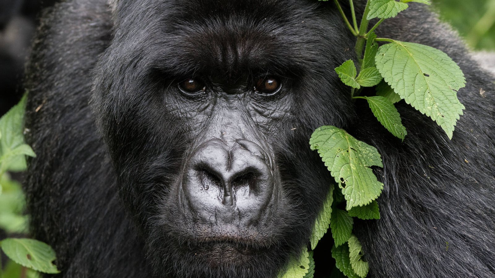 Gorilla Trekking in June in Uganda and Rwanda – Mountain Gorilla Encounters During the Dry Season