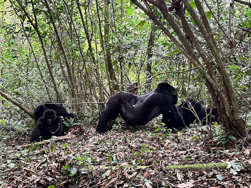 Gorilla Trekking in May – Uganda and Rwanda Gorilla Safari Guide by Nextgen Safaris Gorilla Trekking in May – Mountain Gorilla Safari Experiences in Uganda and Rwanda During the Rainy Season