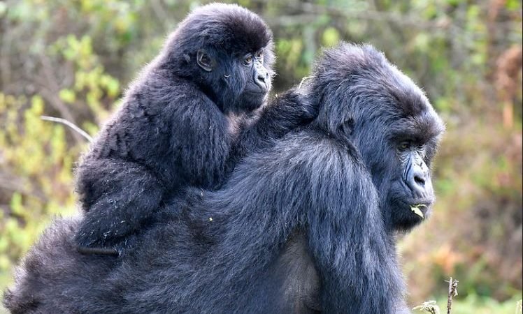 Gorilla Trekking in Rwanda and Mgahinga – Nextgen Safaris Gorilla Trekking in Rwanda and Mgahinga – Mountain Gorilla Trekking Safaris in Volcanoes National Park Rwanda and Mgahinga Gorilla National Park Uganda with Nextgen Safaris