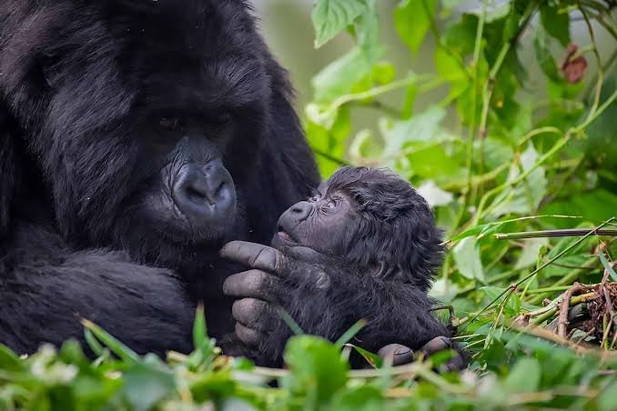 Gorilla naming ceremony and conservation in Rwanda
