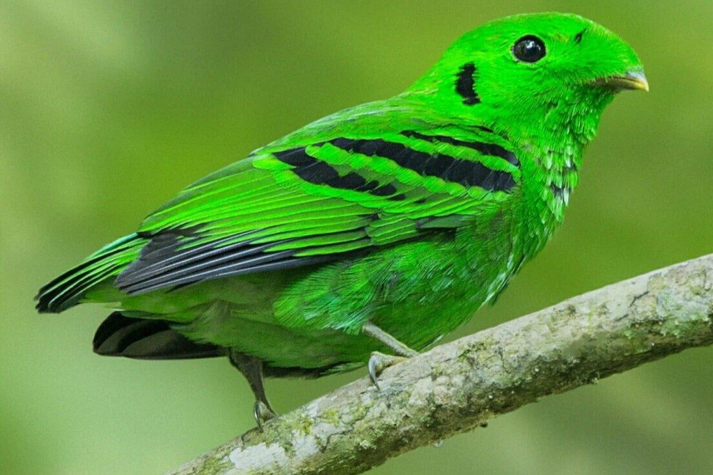 Grauer's Broadbill bird in Bwindi Impenetrable National Park
