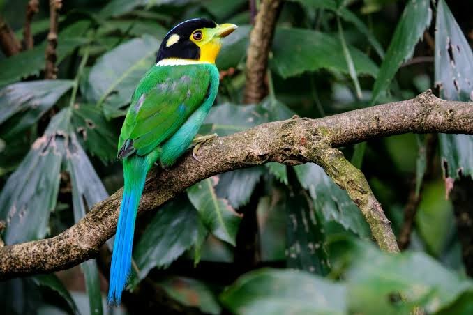 Grauer's Broadbill in Bwindi Impenetrable National Park