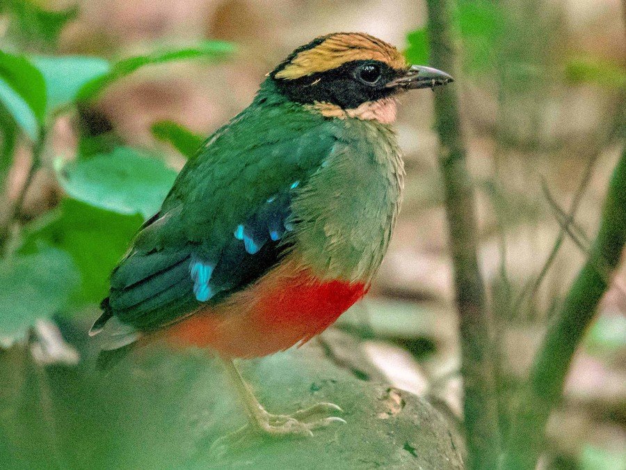 Green-breasted Pitta in Kibale Forest Uganda