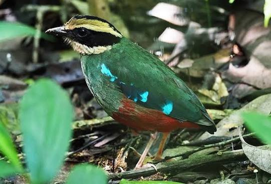 Green-breasted Pitta bird in Kibale Forest Uganda
