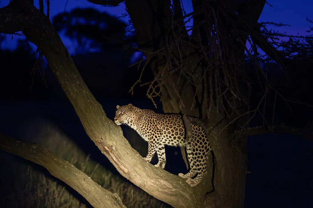 Nocturnal wildlife encounters during an evening safari game drive in Akagera National Park