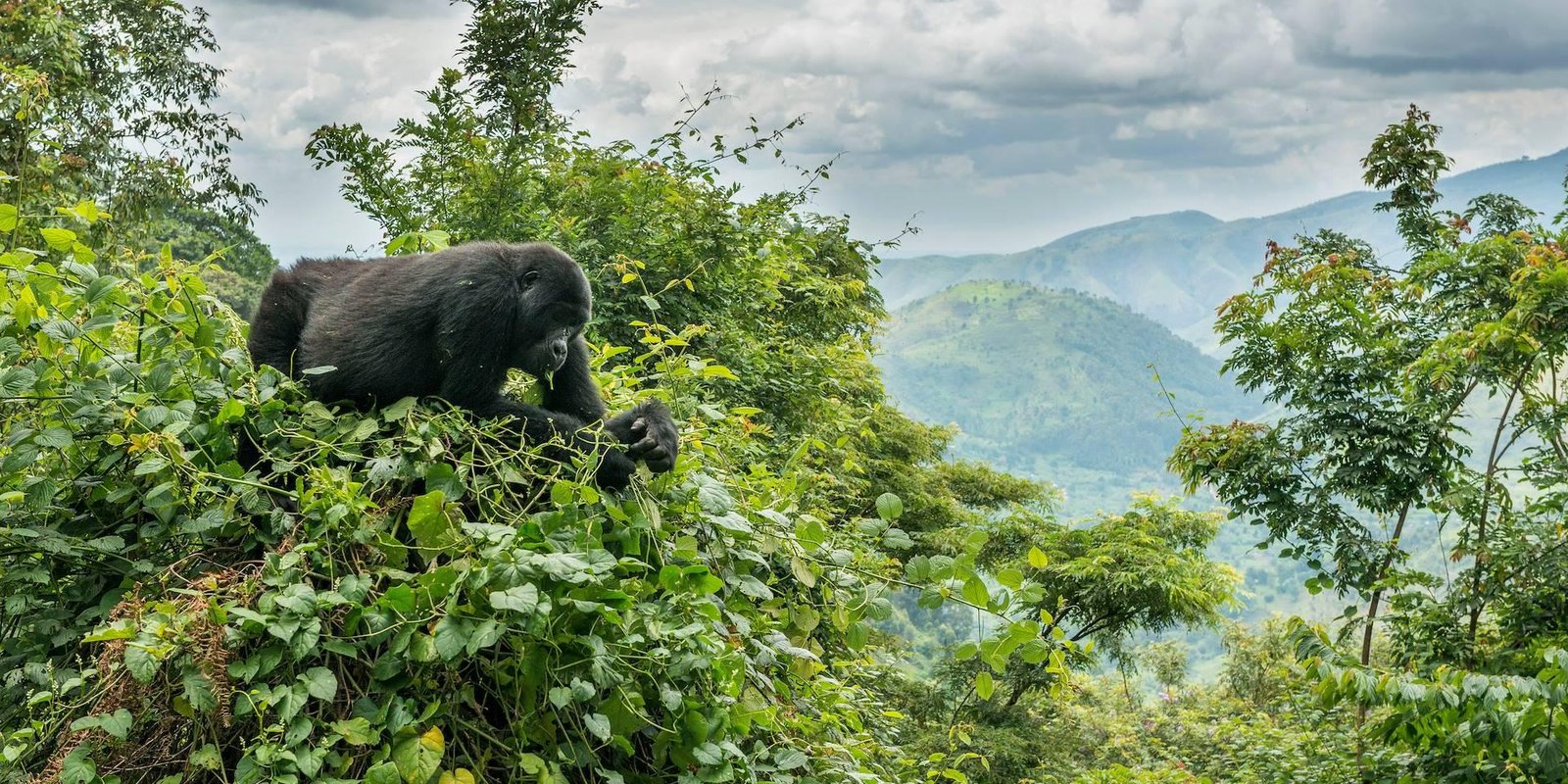 How to Travel from Canada to Uganda for Gorilla Trekking – Nextgen Safaris How to Travel from Canada to Uganda for Gorilla Trekking – Flights, Travel Planning and Mountain Gorilla Safari Experiences with Nextgen Safaris