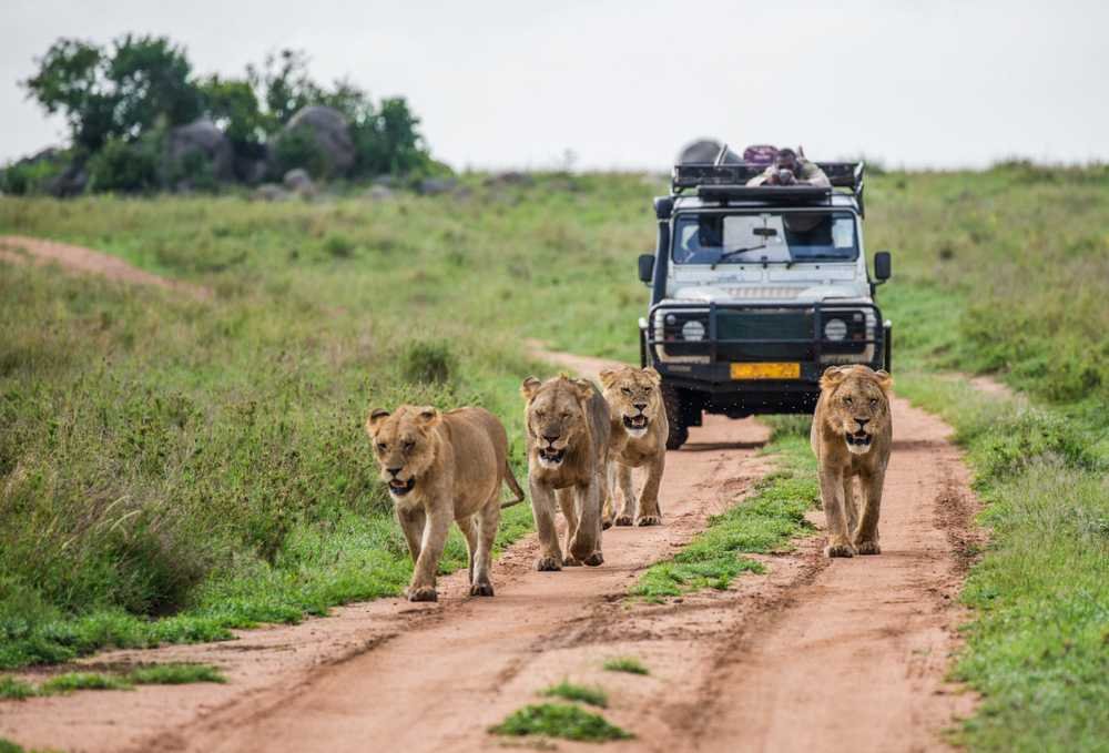 Incredible Big Five Game Drives from Shakani Campsite – Nextgen Safaris Incredible Big Five Game Drives from Shakani Campsite in Moremi Game Reserve Botswana – Wildlife Safari Adventures with Nextgen Safaris