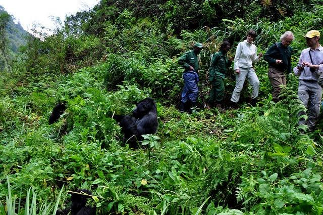 Uganda Low Season Gorilla Trekking in Bwindi Mountain gorilla trekking experience in Bwindi during Uganda's low safari season