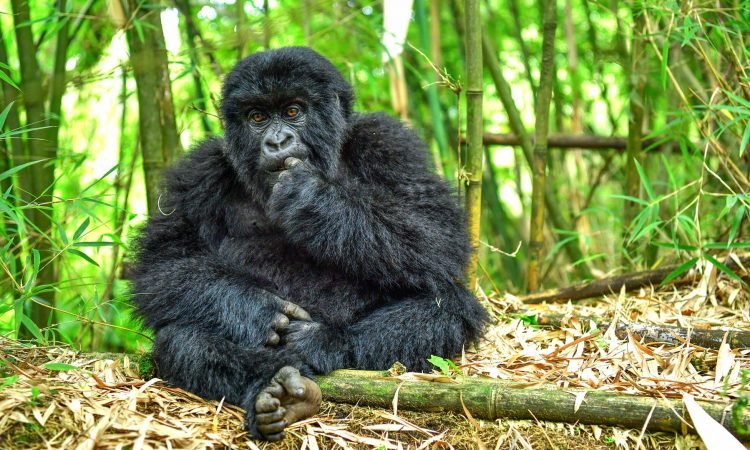 Low season mountain gorilla trekking experience in Volcanoes National Park Rwanda