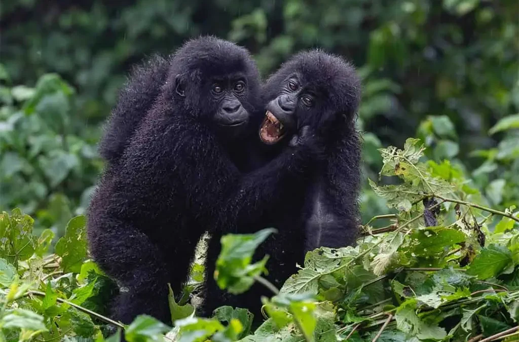 Mountain gorilla trekking during Rwanda's low season in Volcanoes National Park