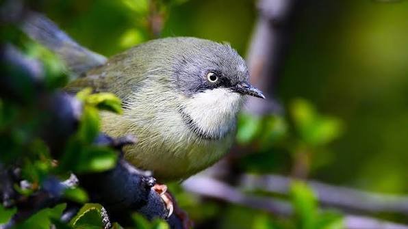 Karamoja Apalis in northeastern Uganda