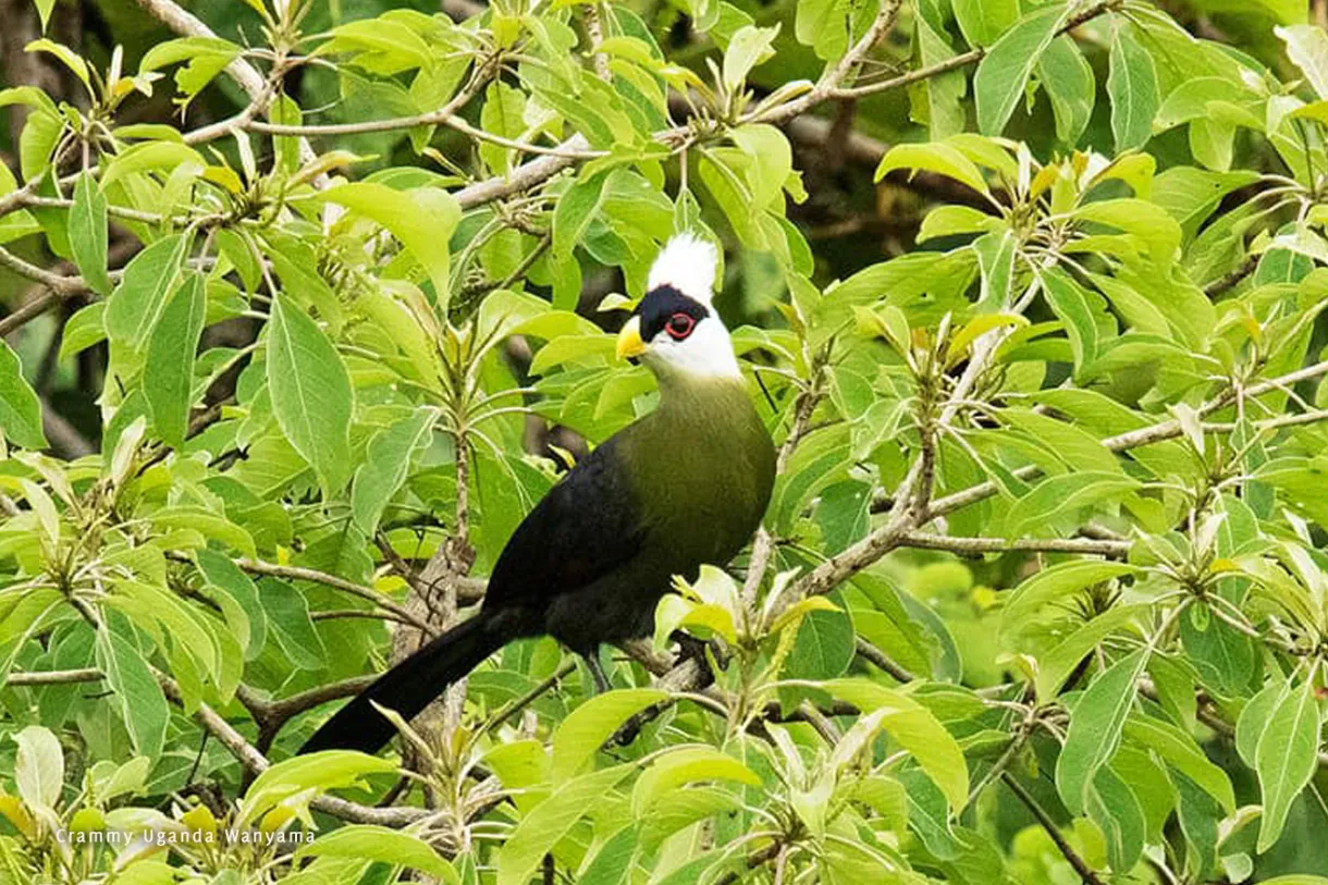 Karamoja Apalis northeastern Uganda specialist bird