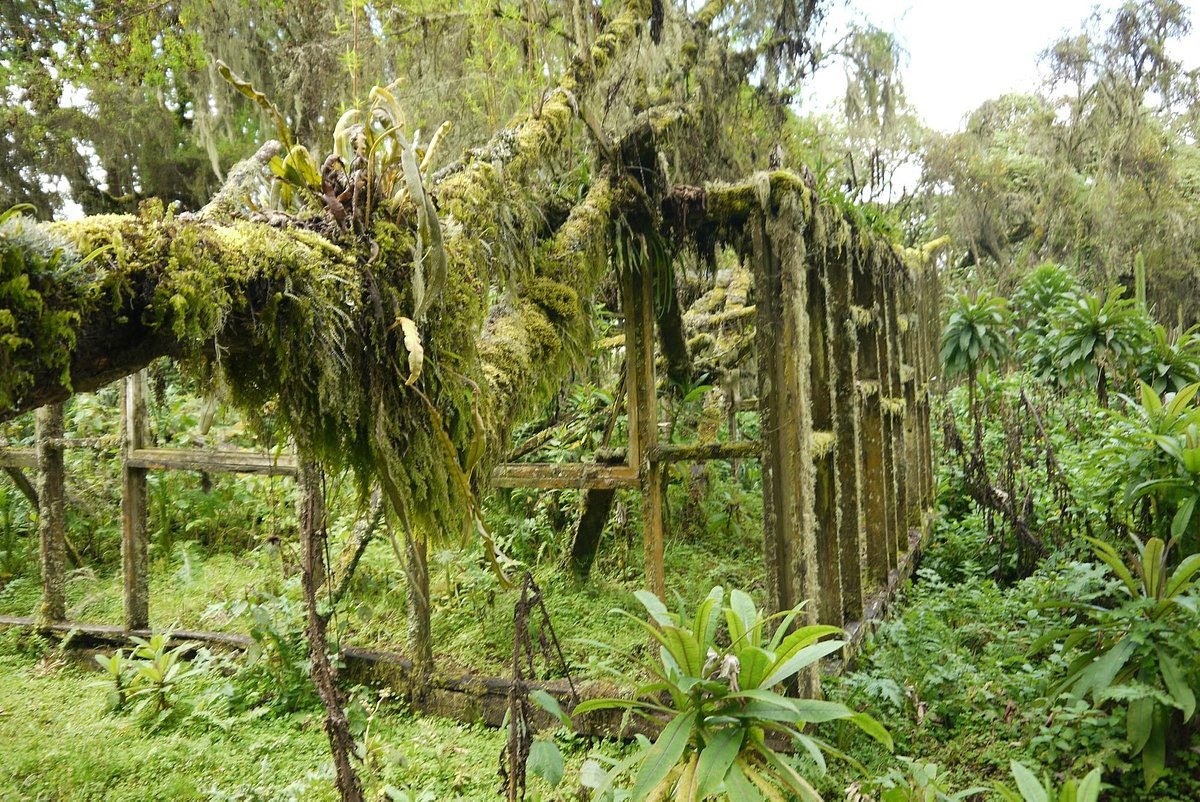 Karisoke Research Center and gorilla conservation research in Rwanda