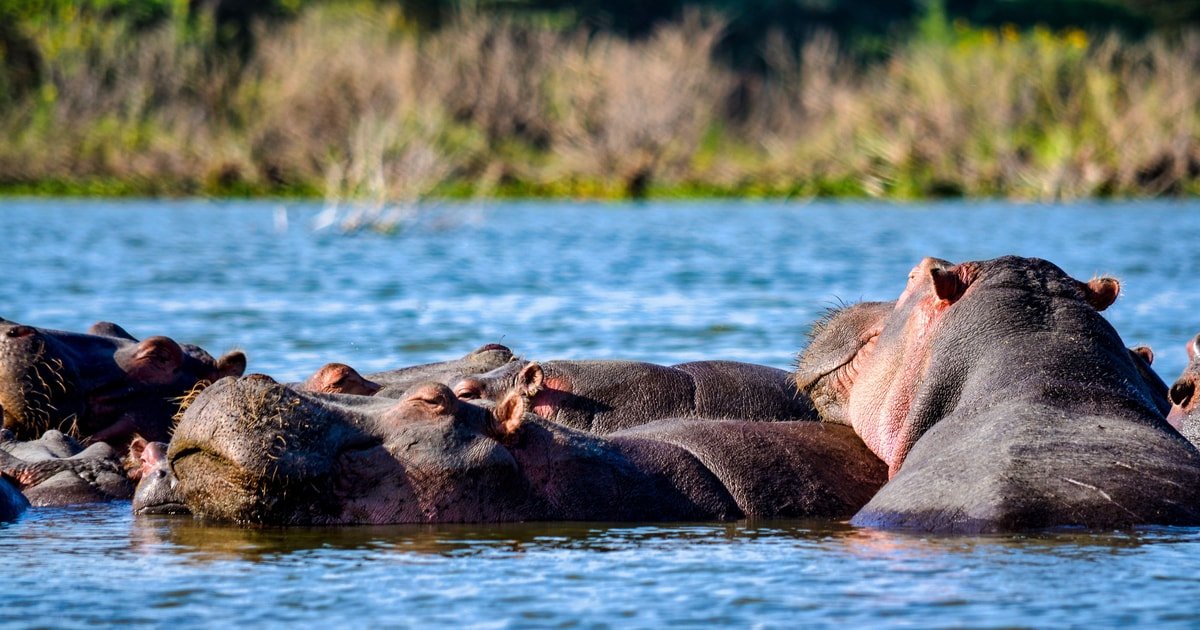 Lake Shakani Wildlife, Hippos and Fishing Experiences – Nextgen Safaris Lake Shakani Wildlife, Hippopotamuses and Fishing Experiences in Moremi Game Reserve Botswana – Nextgen Safaris