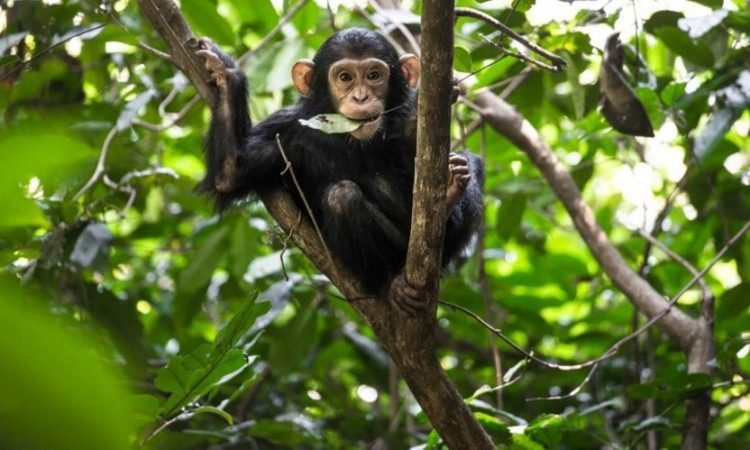 Low season chimpanzee trekking and rainforest adventure in Nyungwe Forest National Park Rwanda