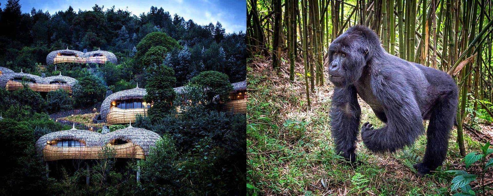Luxury gorilla trekking lodges near Volcanoes National Park