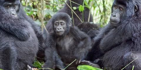 Luxury, Mid-Range and Budget Gorilla Tours from Australia – Nextgen Safaris Luxury, Mid-Range and Budget Gorilla Tours from Australia – Uganda and Rwanda Mountain Gorilla Trekking Safari Packages with Nextgen Safaris