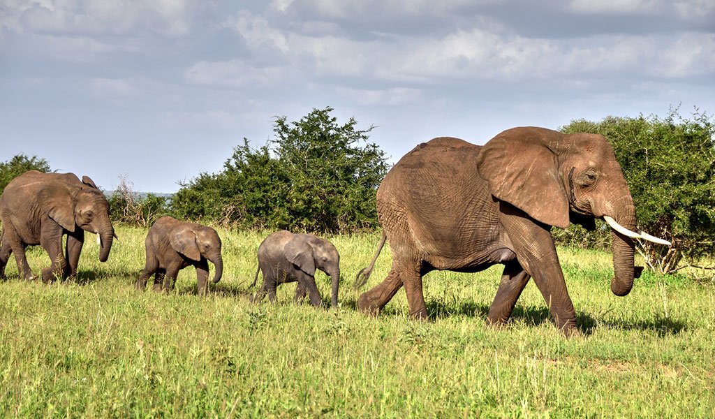 Luxury, Mid-Range and Budget Safari Experiences – Customized Gorilla Trekking Tours and Wildlife Safari Holidays in Uganda and Rwanda with Nextgen Safaris