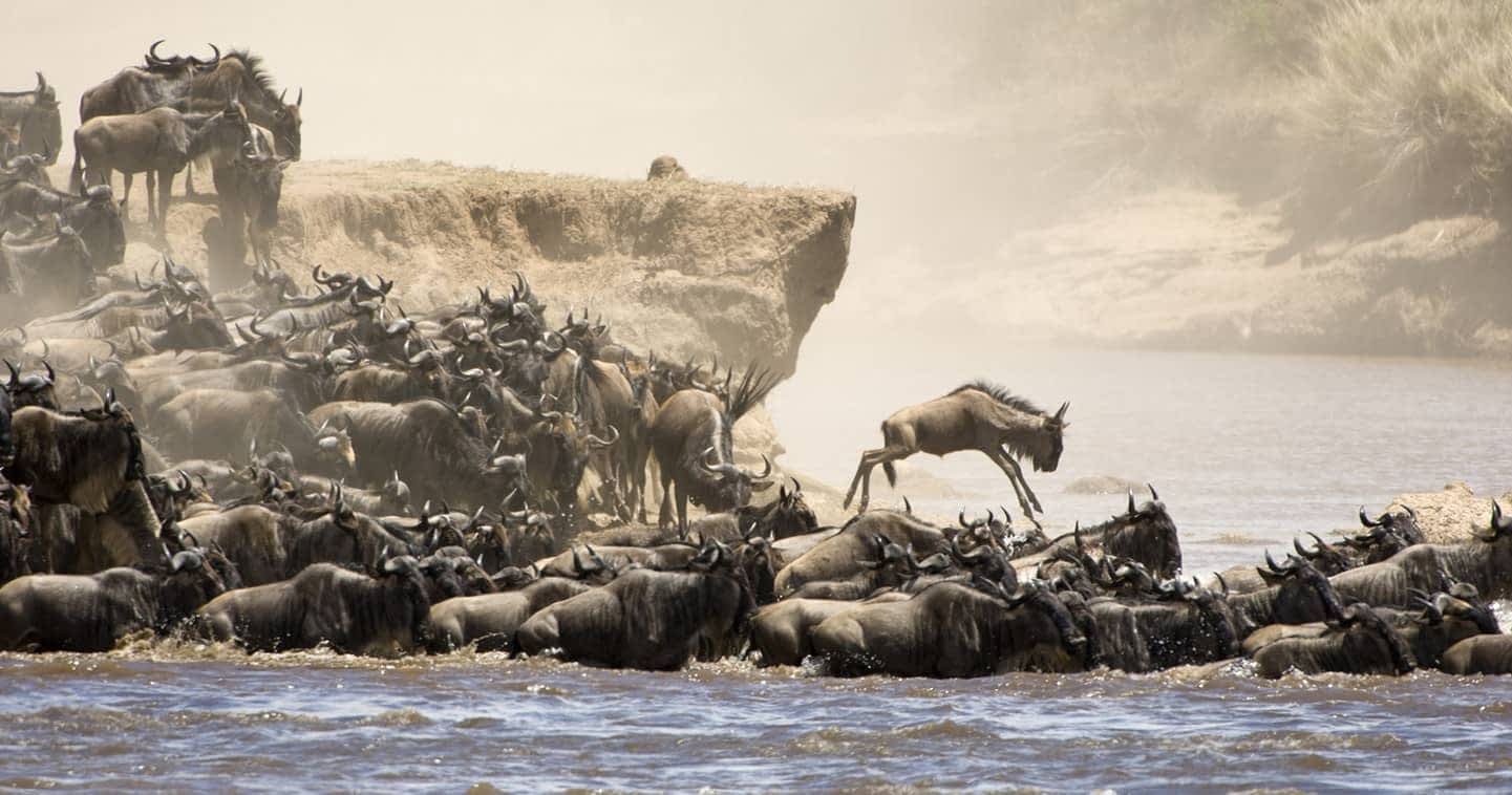 Maasai communities and the Great Migration landscape