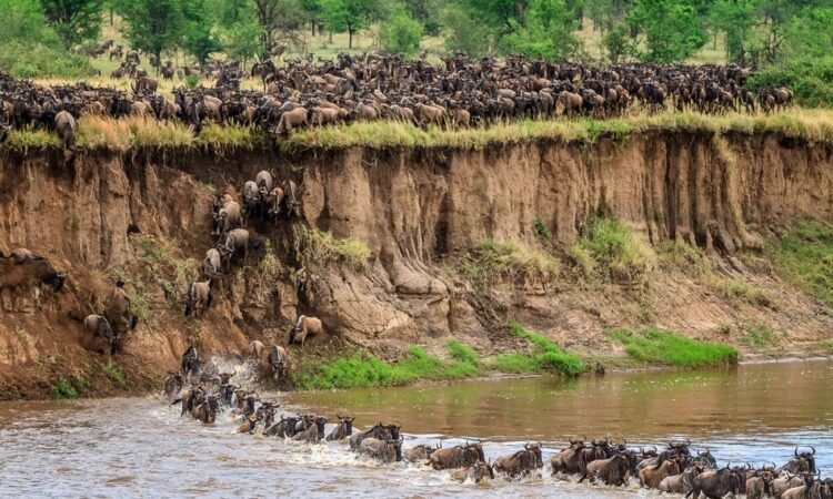 Maasai communities in the Great Migration landscape