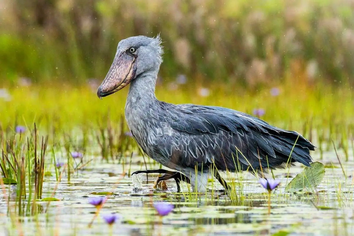 Mabamba Swamp birding experience near Entebbe