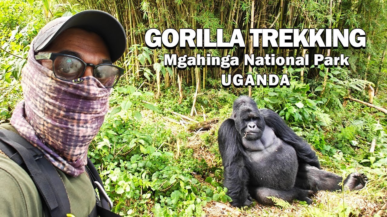 Mgahinga Gorilla National Park and Double Gorilla Trekking – Mountain Gorilla Trekking Experiences and Wildlife Safaris in Uganda with Nextgen Safaris