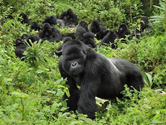 Mgahinga Gorilla National Park and Double Gorilla Trekking – Nextgen Safaris Mgahinga Gorilla National Park and Double Gorilla Trekking – Mountain Gorilla Safari Experiences in Uganda with Nextgen Safaris