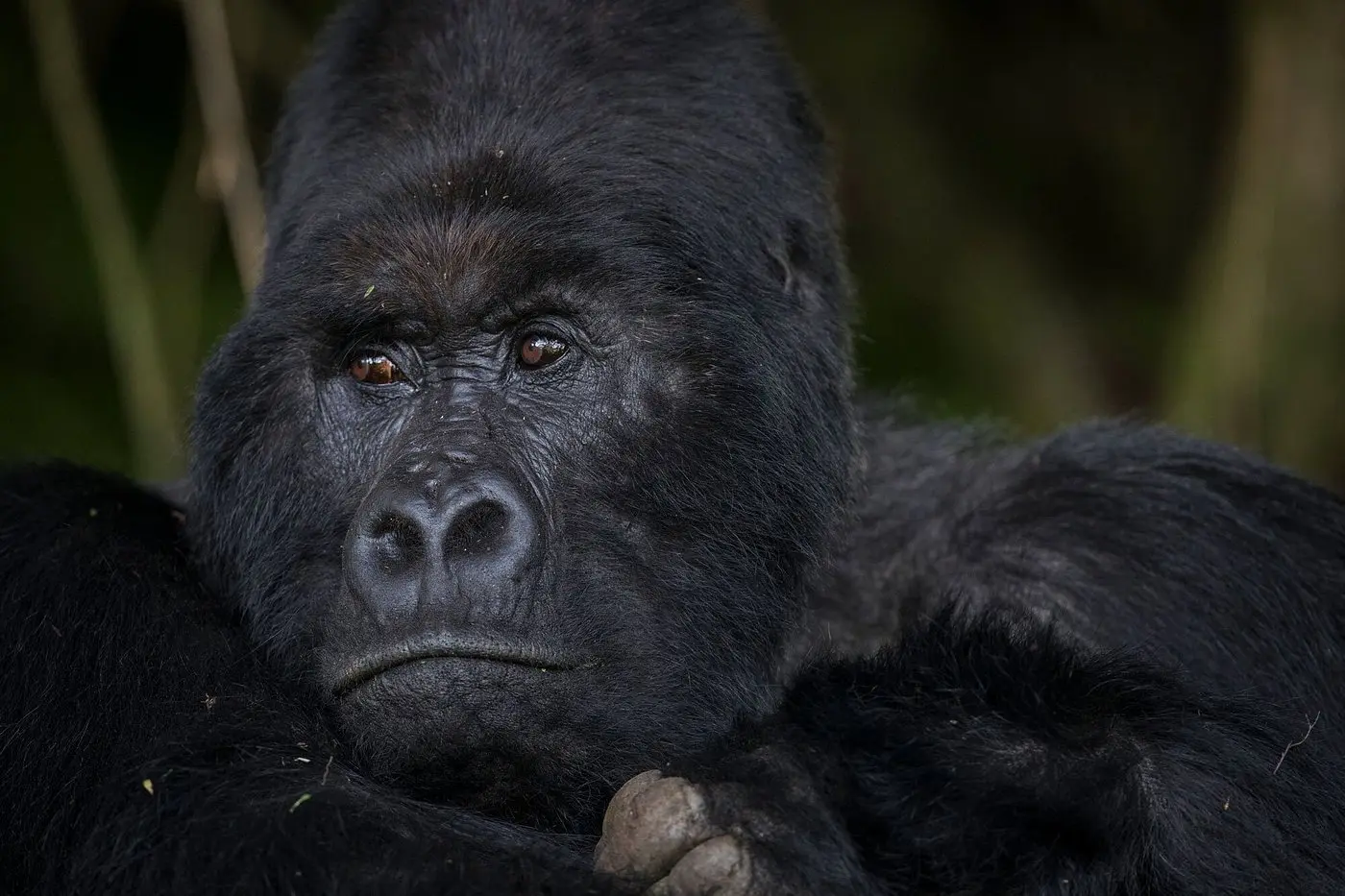 Midrange Gorilla Trekking in Uganda 2027–2030 Midrange gorilla trekking in Uganda for 2027 to 2030 with comfortable safari experiences