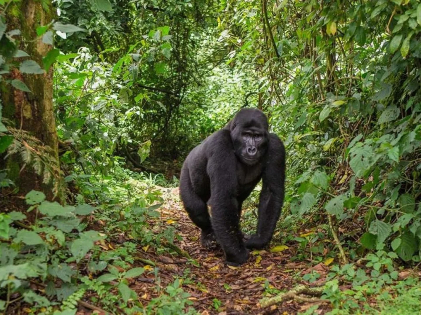 Uganda Midrange Gorilla Trekking Safaris 2027–2030 Midrange mountain gorilla trekking safaris in Uganda from 2027 to 2030