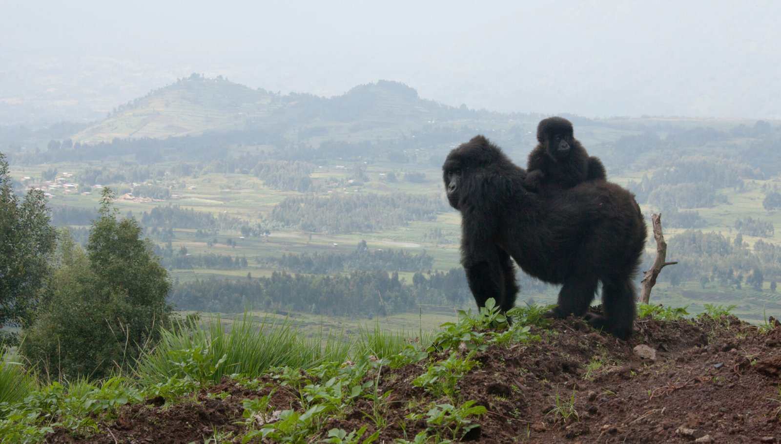Mountain gorilla conservation and Kwita Izina in Rwanda
