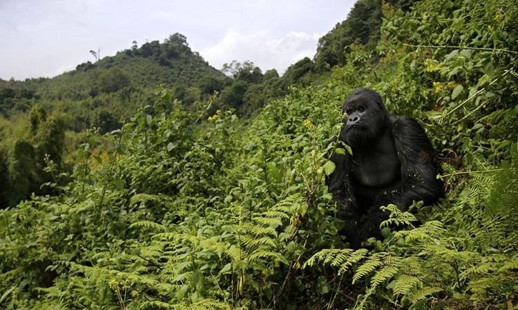 Mountain gorilla trekking from Garden Place Hotel Rwanda