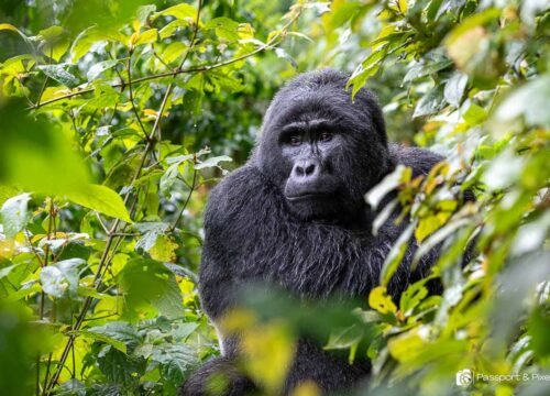 6 Days Rwanda All National Parks Safari | Ultimate Adventure